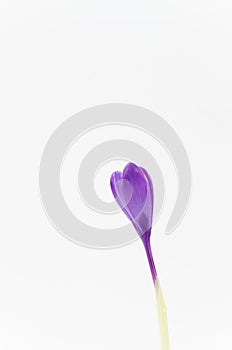 crocus sativus in bloom isolated on a white background