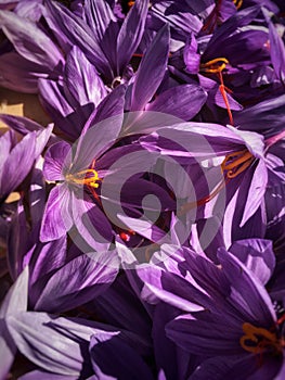 Crocus sativus blossoms