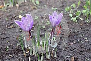 Crocus sativus, commonly known as saffron crocus, or autumn crocus. The crimson stigmas called threads, are photo