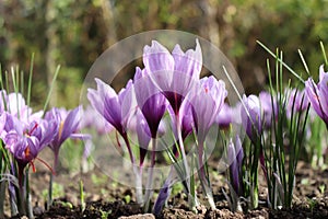 Crocus sativus, commonly known as saffron crocus, or autumn crocus. The crimson stigmas called threads, are collected to be as a
