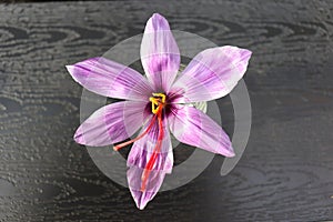 Crocus sativus, commonly known as saffron crocus on a black wooden background. It is among the world`s most costly spices by