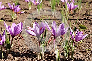 Crocus sativus, commonly known as saffron crocus It is among the world`s most costly spices by weight. Beige table background in