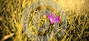 Crocus sativus flower