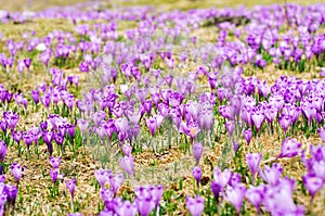 Crocus sativus plain photo