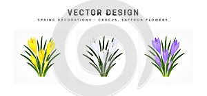 Crocus sativus, saffron flower. Set of bouquets of flowers in yellow, white and blue purple. Bushes of an early spring flower