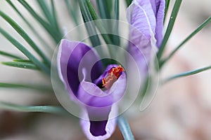 The Crocus Sativus spice blossom