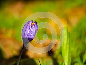 Crocus scepusiensis close up