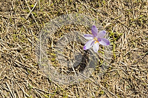 Crocus scepusiensis (Rehm. et Wol.) Borbas