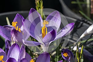 Crocus Sieberi subsp atticus `Firefly