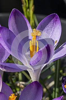 Crocus Sieberi subsp atticus `Firefly