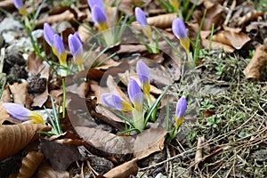 Crocus sieberi wirh violet-yellow flowers