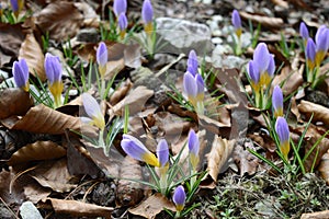 Crocus sieberi wirh violet-yellow flowers