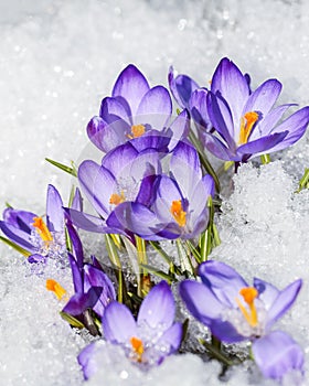 Crocus in the snow