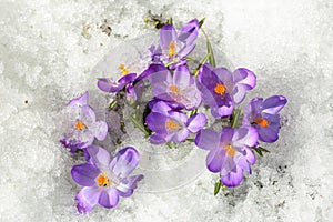 Crocus in the snow