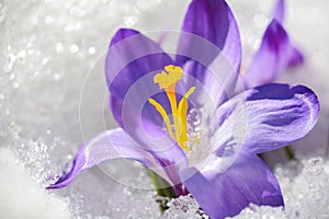 Crocus in the snow