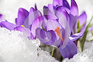 Crocus in the snow