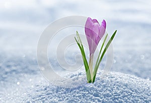 Crocus in snow