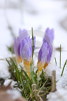 Crocus in the snow-covered