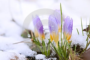 Crocus in the snow-covered