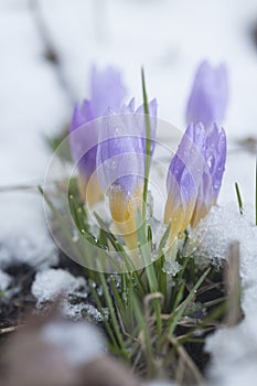 Crocus in the snow-covered garden