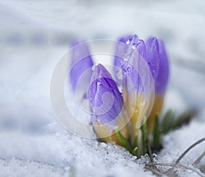 Crocus in the snow-covered garden