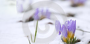 Crocus in the snow-covered garden, snowdrop flower