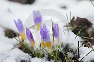 Crocus in the snow-covered garden, snowdrop flower