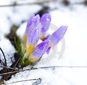 Crocus in the snow-covered garden, snowdrop flower