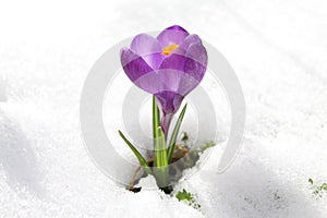 Crocus in the snow