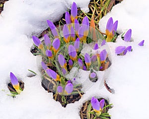 Crocus in the snow in springtime photo