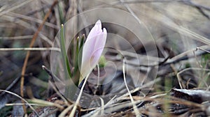 Crocus with soft purple petals and green leaves