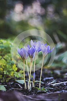 Crocus speciosus autumn blue purple flowering plant with orange yellow center, Biebersteins crocus flowers in bloom photo