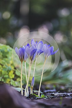 Crocus speciosus autumn blue purple flowering plant with orange yellow center, Biebersteins crocus flowers in bloom photo