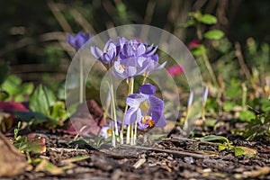 Crocus speciosus autumn blue purple flowering plant with orange yellow center, Biebersteins crocus flowers in bloom photo