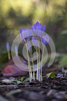 Crocus speciosus autumn blue purple flowering plant with orange yellow center, Biebersteins crocus flowers in bloom photo