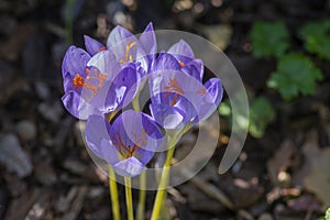 Crocus speciosus autumn blue purple flowering plant with orange yellow center, Biebersteins crocus flowers in bloom photo