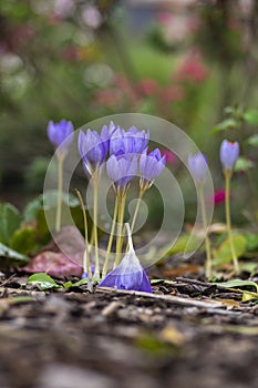 Crocus speciosus autumn blue purple flowering plant with orange yellow center, Biebersteins crocus flowers in bloom photo