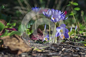 Crocus speciosus autumn blue purple flowering plant with orange yellow center, Biebersteins crocus flowers in bloom photo