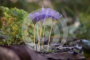 Crocus speciosus autumn blue purple flowering plant with orange yellow center, Biebersteins crocus flowers in bloom photo