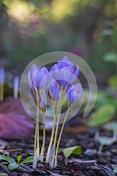 Crocus speciosus autumn blue purple flowering plant with orange yellow center, Biebersteins crocus flowers in bloom photo