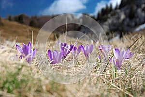 Crocus at spring