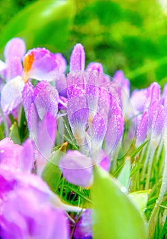 Crocus in Spring