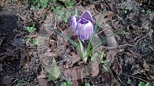 Crocus in Spring