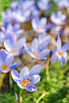 Crocus - spring blue purple flower on the field