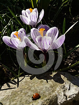 Crocus. Spring crocus with ladybug on sunlight art light. Unique color of spring crocus flower in garden. No post process