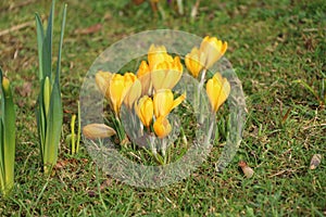 Crocus