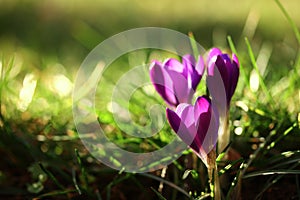 Crocus spring flower