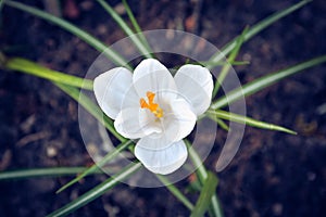 Crocus Spring Flower