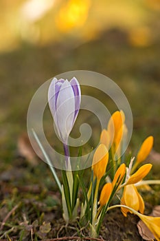 Crocus spring flowers