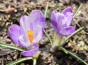 Crocus spring flowers.